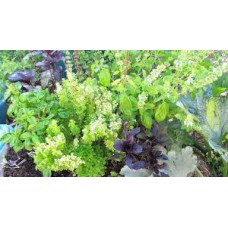 Basilic vert, citron